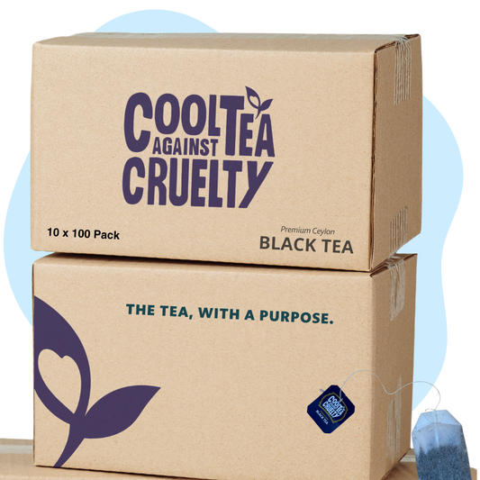 Premium Ceylon black tea bags, office bundle
